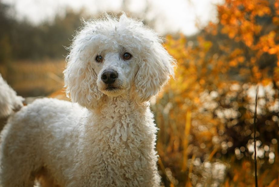 Poodle top 10 friendliest dog breeds, the friendliest dog breeds, friendliest dog breeds, friendliest big dog breeds, friendliest dog breeds list, 10 friendliest dog breeds