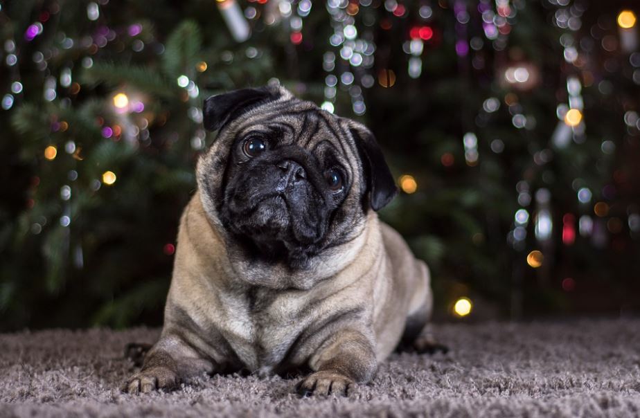 Pug friendliest dog breeds, cutest friendliest dog breeds, best friendliest dog breeds, top 10 friendliest dog breeds, the friendliest dog breeds, friendliest dog breeds, friendliest big dog breeds
