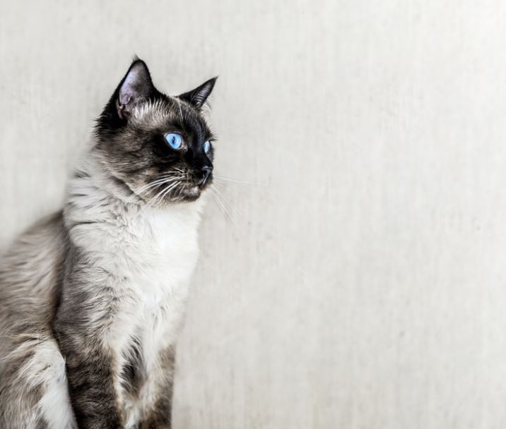 Ragdoll best cat breeds in India, best cat breed in India, best breed of cat in India, which cat breed is best in India, best cat breeds for Indian climate