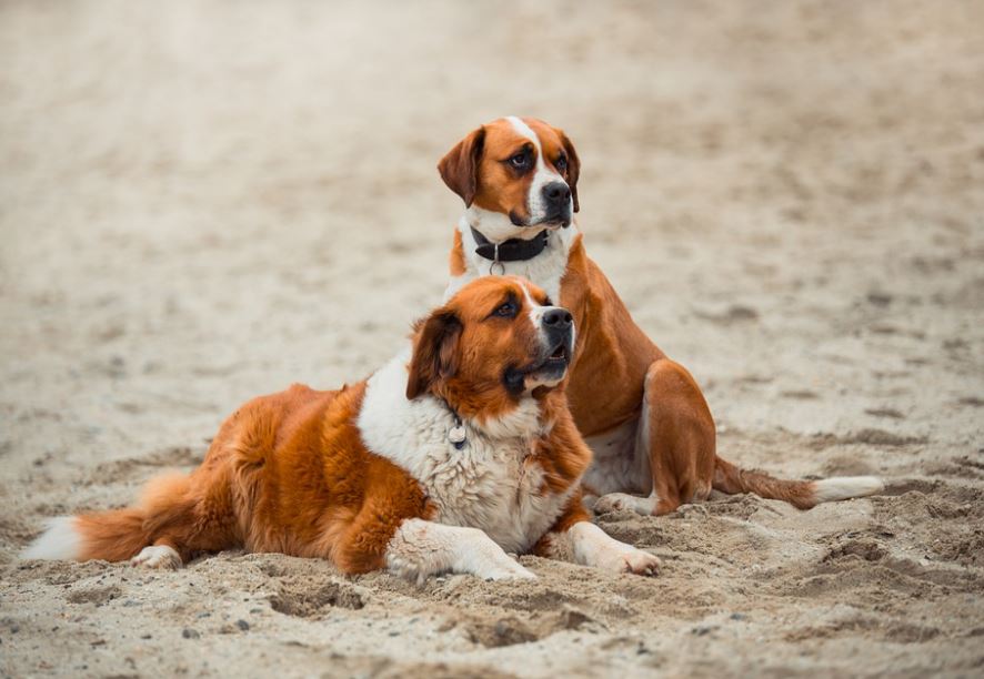 Saint Bernard friendliest dog breeds, cutest friendliest dog breeds, best friendliest dog breeds, top 10 friendliest dog breeds, the friendliest dog breeds, friendliest dog breed