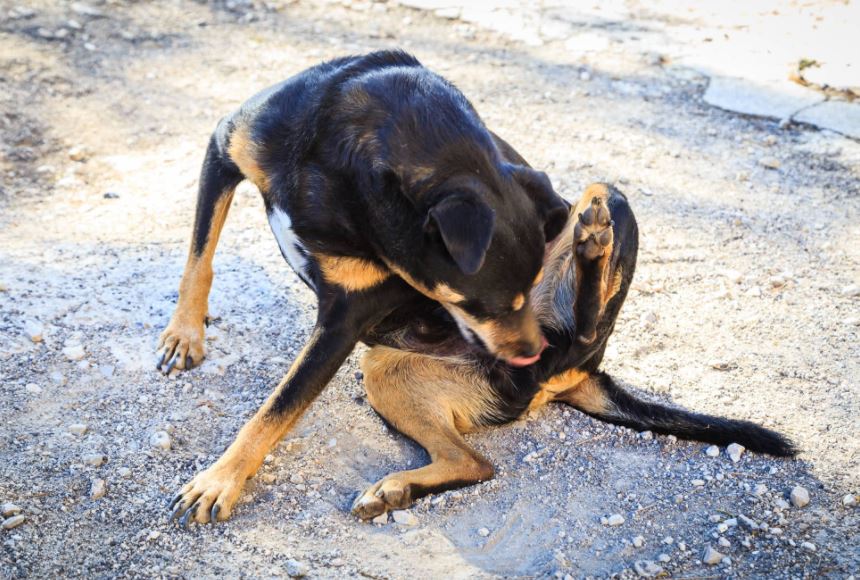 Scooting common dog behaviors, common dog behavior problems, common behaviors of a female dog in heat, hidden meanings behind common dog behaviors, common dog behavior issues