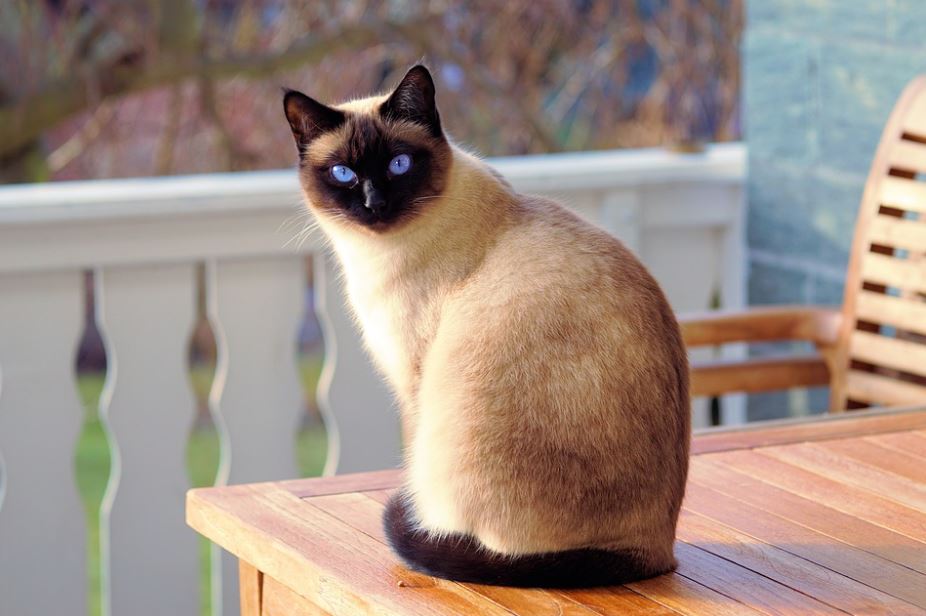 Siamese Cat best cat breeds in India, best cat breed in India, best breed of cat in India, which cat breed is best in India, best cat breeds for Indian climate
