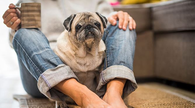 Sitting Between Your Legs common dog behavior myths decoded, common dog behaviors explained, common dog behavior meaning, common bad dog behaviors, common rescue dog behavior