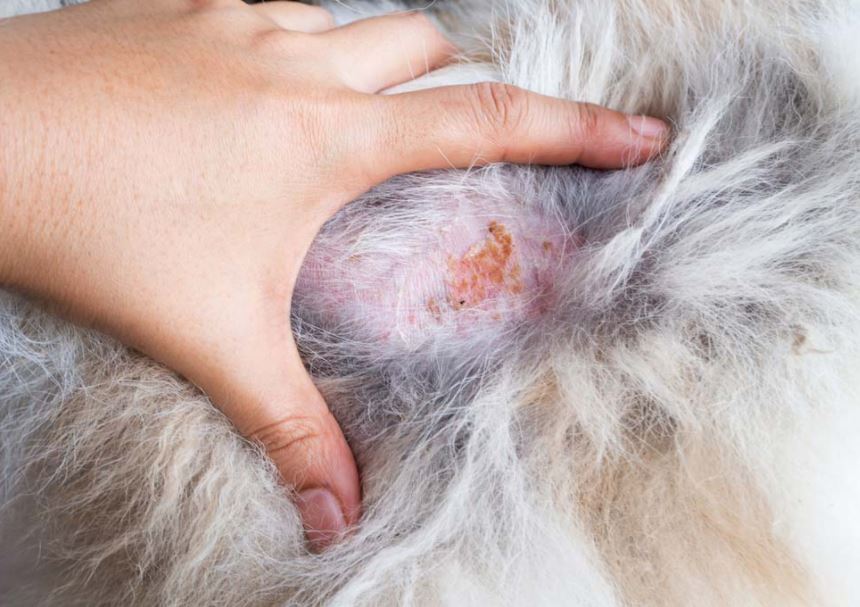 Skin Issues common health problems for dogs, common health problems in dogs, common health problems in older dogs, common health problems in dog breeds, common health problems in senior dogs