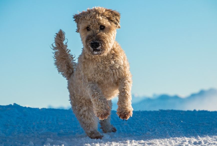 Soft-Coated Wheaten Terrier friendliest big dog breeds, friendliest dog breeds list, 10 friendliest dog breeds, smartest and friendliest dog breeds, top friendliest dog breeds, most friendliest dog breed