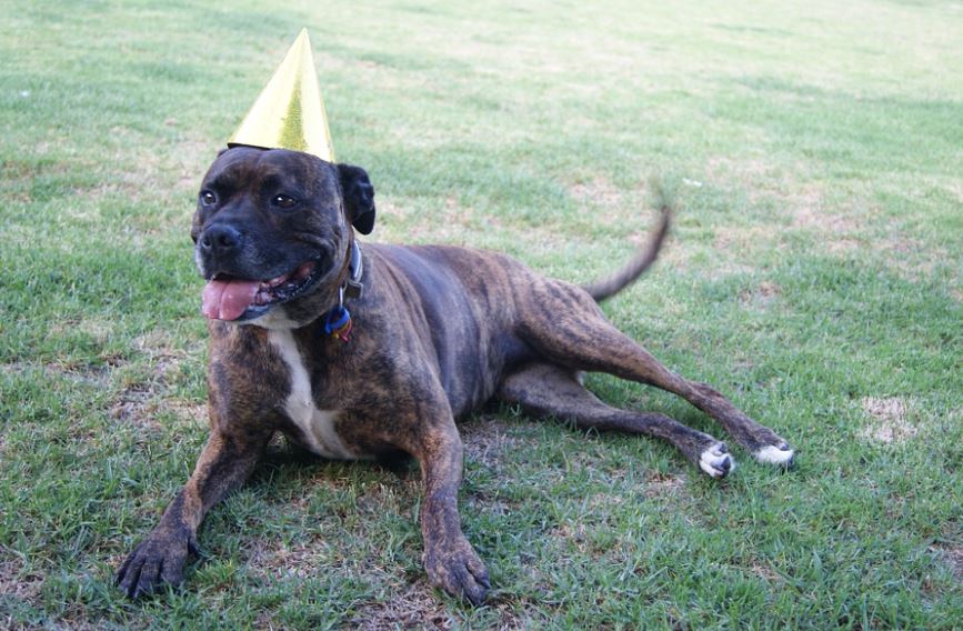 Staffordshire Bull Terrier most loyal dogs breeds around, most loyal dog breeds, type of loyal dog breed, top 10 loyal dog breed, best loyal dog breed, famous loyal dog breed