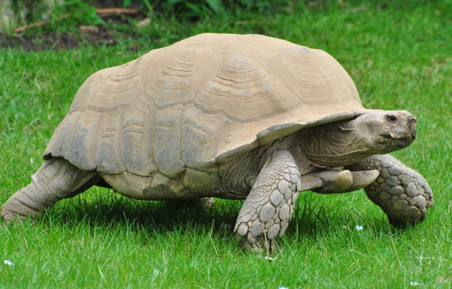 best pet tortoise breeds, best pet tortoise breeds for beginners, best pet tortoise species, top 10 pet tortoise species or beginners, top 10 pet tortoise breeds for beginners, top 10 pet tortoise species or beginners, popular pet tortoise breeds for beginners