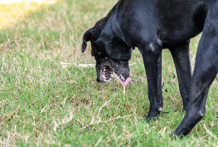 Toxicity/Poisoning common health problems in small dogs, most common health problems in dogs, common diseases and health problems in dogs, common health problems of dog