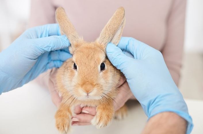 common health problems for Rabbits, common health problems in Rabbits