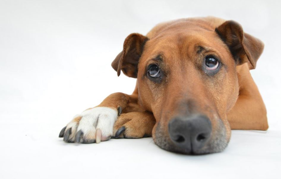 Vomiting common health problems for dogs, common health problems in dogs, common health problems in older dogs, common health problems in dog breeds, common health problems in senior dogs