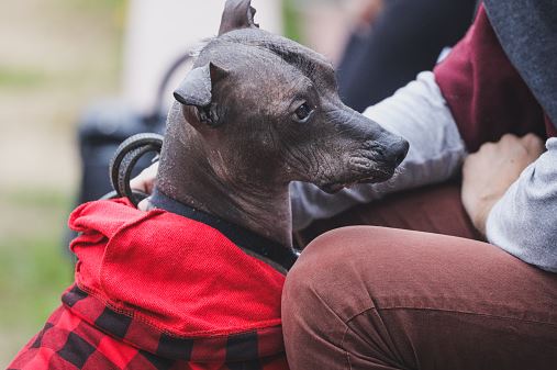 Xoloitzcuintli loyal dog breed, most adopted as a loyal dog breed, famous loyal dog breeds, most loyal dogs breeds around, most loyal dog breeds, type of loyal dog breed