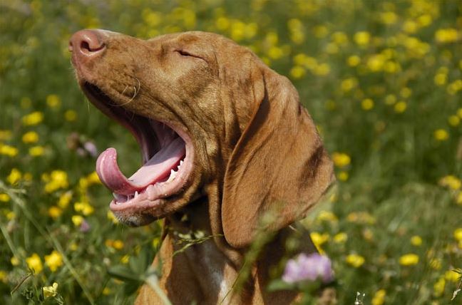 Yawning common dog behaviors, common dog behavior problems, common behaviors of a female dog in heat, hidden meanings behind common dog behaviors, common dog behavior issues