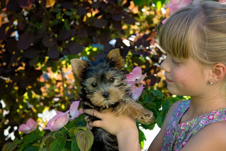 Yorkshire Terrier loyal dog breed, most adopted as a loyal dog breed, famous loyal dog breeds, most loyal dogs breeds around, most loyal dog breeds, type of loyal dog breed