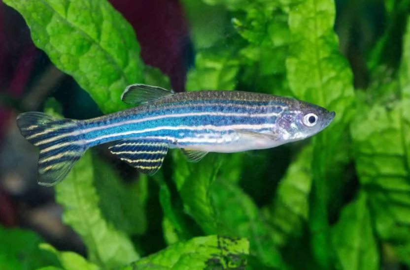 Best Pet Fish For Beginners Top 10 Pet Fish For Beginners Pets Fish