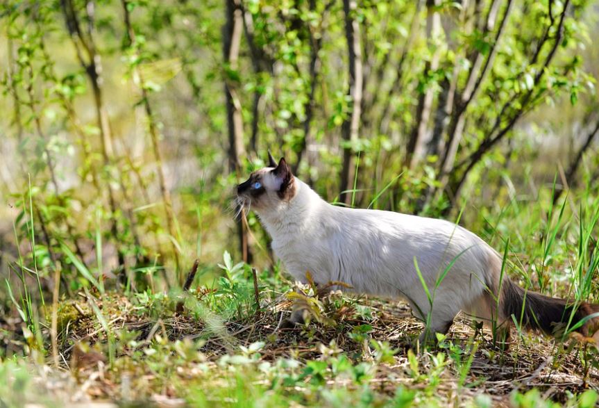 Affection 10 Reasons to Be a Ragdoll Cat Owner, reasons to get a ragdoll cat, ragdoll cat following owner, ragdoll cat benefits