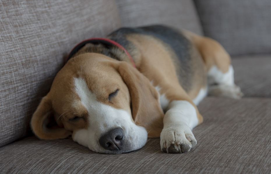 Beagle best dogs for small apartments, best medium-sized dog breeds for small apartment living, best dogs for small apartments, best dogs for apartments alone