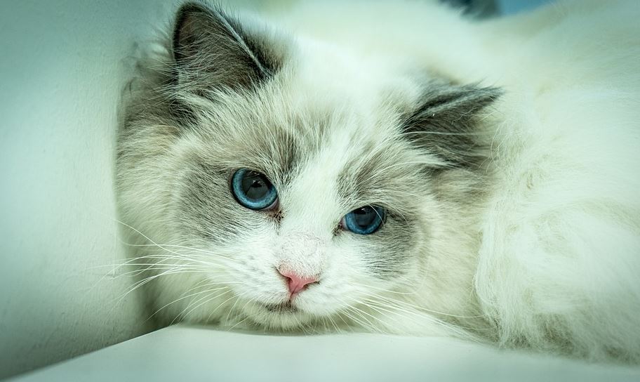 10 Reasons to Be a Ragdoll Cat Owner, reasons to get a ragdoll cat, ragdoll cat following owner, ragdoll cat benefits