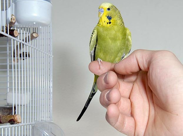 how to take care of a pet bird, how to look after pet birds, how to take care of pet birds, general care for pet birds, how to take care of your pet bird, caring for pet birds