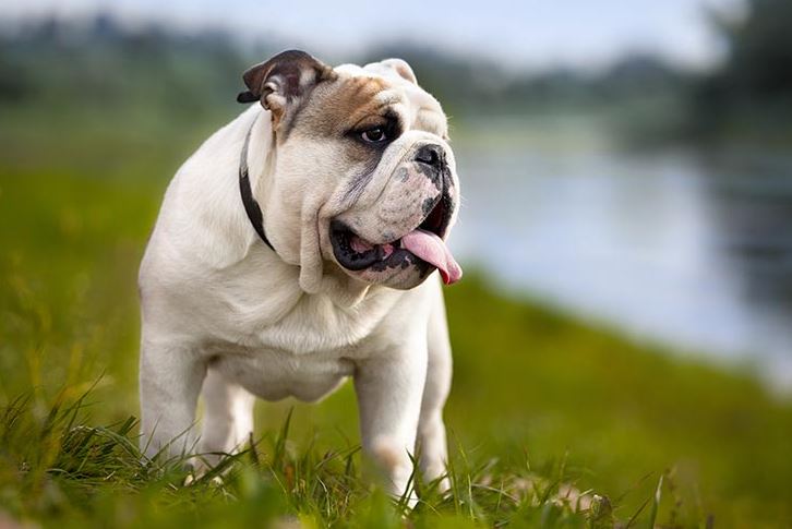 Bull Dog quiet dogs for small apartments, small dogs for small apartments, dog breeds for small apartments