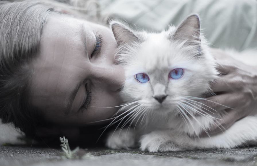 Caring for Kittens Involves Less Work cats vs dogs: which is better, why cats are better than dogs, reasons why cats are better than dogs, cats are better than dogs debate, scientific facts why cats are better than dogs