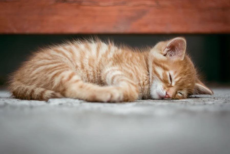 Cats Are Not That Noisy cats vs dogs: which is better, why cats are better than dogs, reasons why cats are better than dogs, cats are better than dogs debate, scientific facts why cats are better than dogs