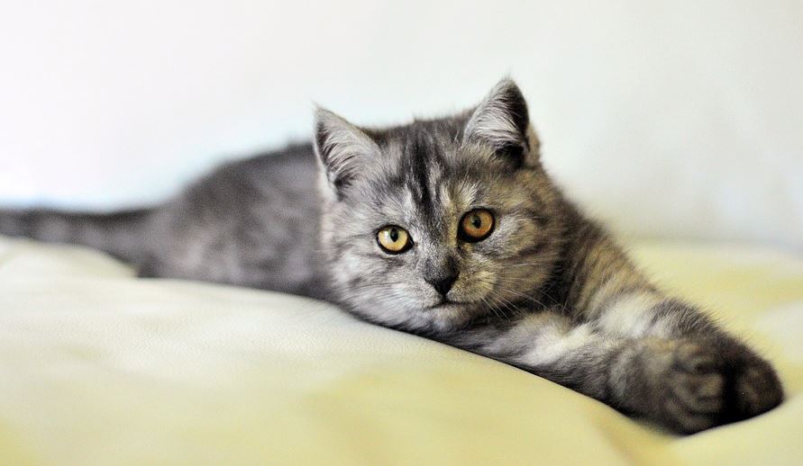 Cats Don't Take up Much Space cats vs dogs: which is better, why cats are better than dogs, reasons why cats are better than dogs, cats are better than dogs debate
