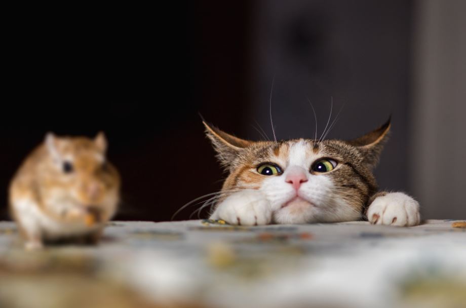 Cats Ward Off Pests cats are better than dogs debate, scientific facts why cats are better than dogs, should I get a dog or cat, why cats are better than dogs, cats vs dogs facts