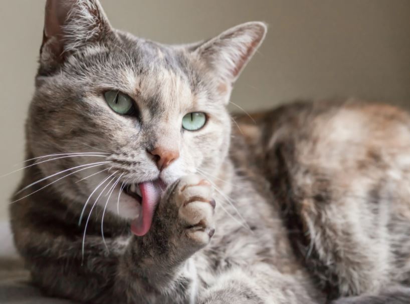 Cats are Clean cats vs dogs: which is better, why cats are better than dogs, reasons why cats are better than dogs, cats are better than dogs debate, scientific facts why cats are better than dogs