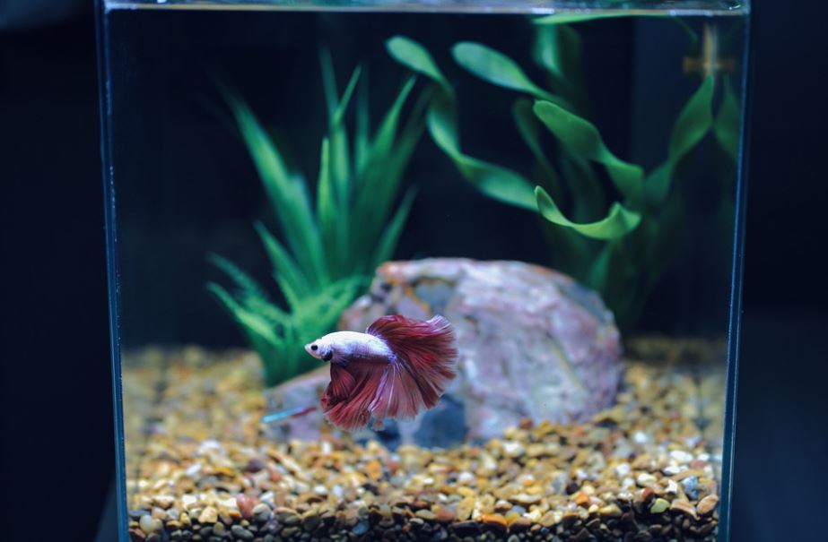 Change Betta’s Food Selection how to care for a betta fish for beginners, how do you take care of a betta fish for beginners, how to take care of a betta fish in a bowl
