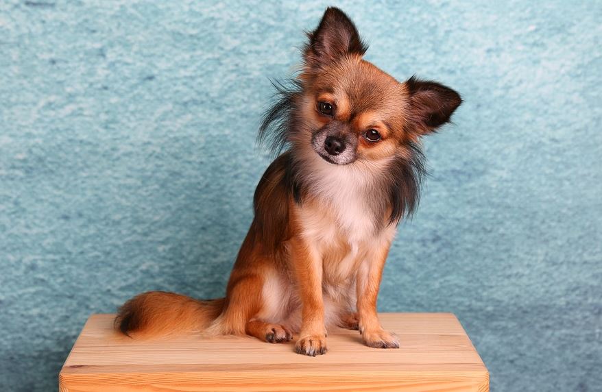 Chihuahua best dogs for small apartments, best medium-sized dog breeds for small apartment living, best dogs for small apartments