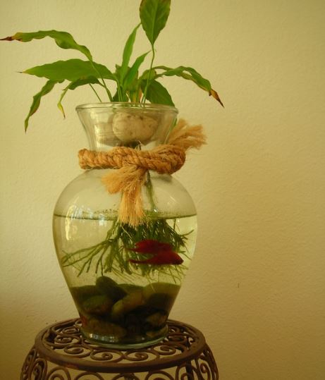 Choose a Suitable Location For Your Aquarium how to care for a betta fish for beginners, how do you take care of a betta fish for beginners, how to take care of a betta fish in a bowl, betta fish care tips