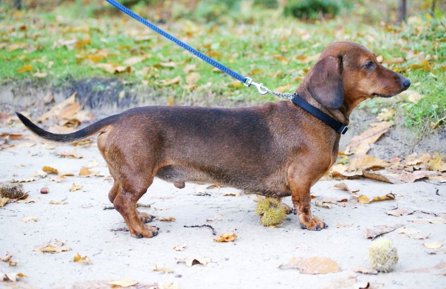 Dachshund best dogs for small apartments, best medium-sized dog breeds for small apartment living, best dogs for small apartments, best dogs for apartments alone