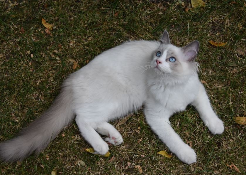 10 Reasons to Be a Ragdoll Cat Owner, reasons to get a ragdoll cat, ragdoll cat following owner, ragdoll cat benefits