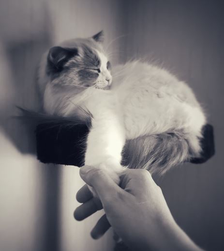 10 Reasons to Be a Ragdoll Cat Owner, reasons to get a ragdoll cat, ragdoll cat following owner, ragdoll cat benefits