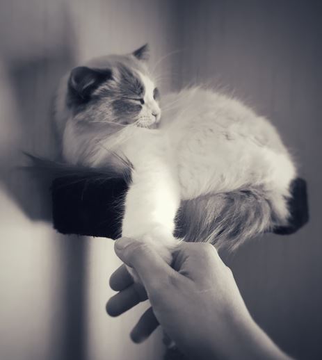 Easy To Cater For 10 Reasons to Be a Ragdoll Cat Owner, reasons to get a ragdoll cat, ragdoll cat following owner, ragdoll cat benefits