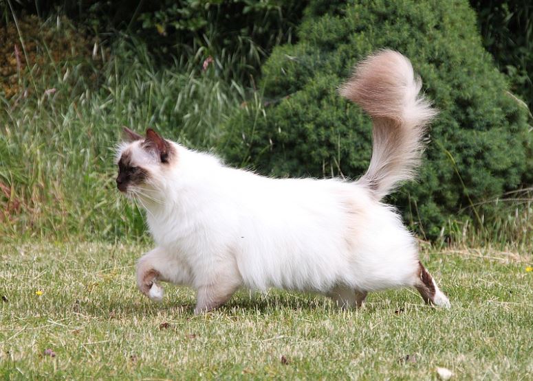 Fast Learners reasons to get a ragdoll cat, ragdoll cat following owner, ragdoll cat benefits, owning a ragdoll cat, what are ragdoll cats like, ragdoll cat personality.