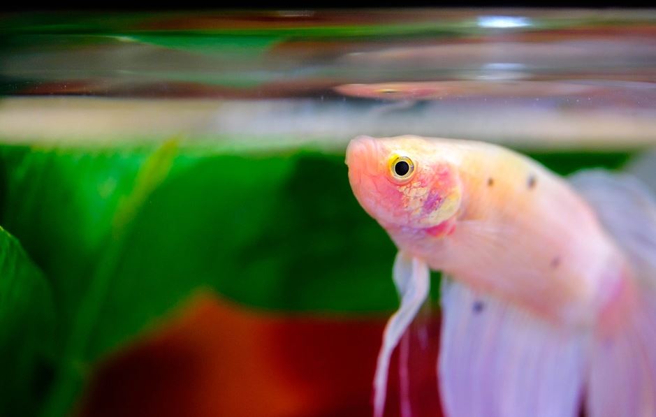Feed Betta Regularly how to care for a betta fish without a filter, how to keep a betta fish happy, how long do betta fish live, betta fish tank