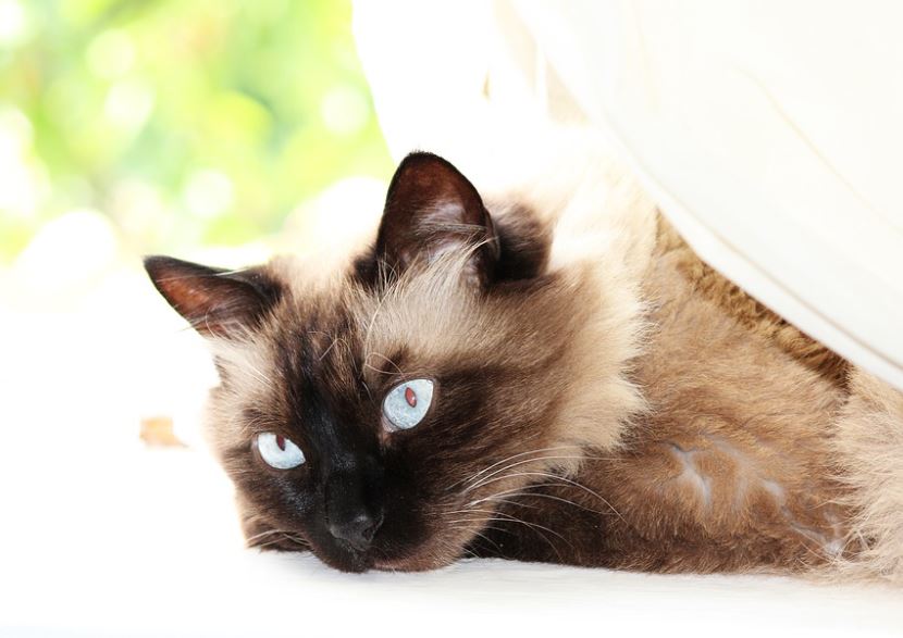 ragdoll cat benefits, owning a ragdoll cat, what are ragdoll cats like, ragdoll cat personality.