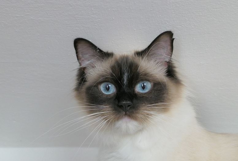 Great Talkers 10 Reasons to Be a Ragdoll Cat Owner, reasons to get a ragdoll cat, ragdoll cat following owner, ragdoll cat benefits