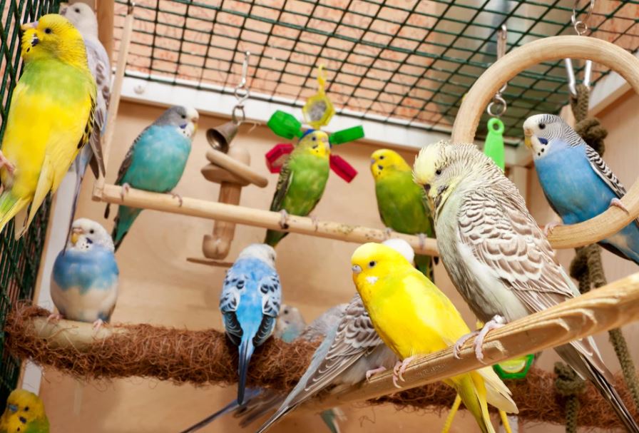 how to take care of a pet bird, how to look after pet birds, how to take care of pet birds, general care for pet birds