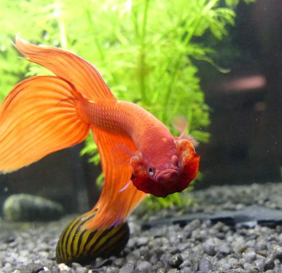 Implement Proper Feeding Strategies how to care for a betta fish for beginners, how do you take care of a betta fish for beginners, how to take care of a betta fish in a bowl