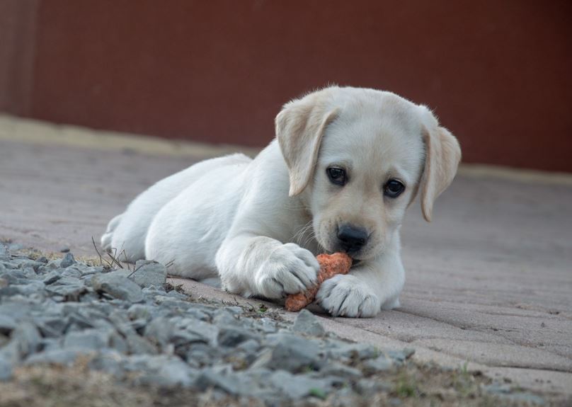 Labrador Retriever best dogs for small apartments, best medium-sized dog breeds for small apartment living, best dogs for small apartments, best dogs for apartments alone, best big dogs for apartments