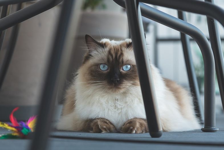 Large Size Cat 10 Reasons to Be a Ragdoll Cat Owner, reasons to get a ragdoll cat, ragdoll cat following owner, ragdoll cat benefits, owning a ragdoll cat, what are ragdoll cats like, ragdoll cat personality.