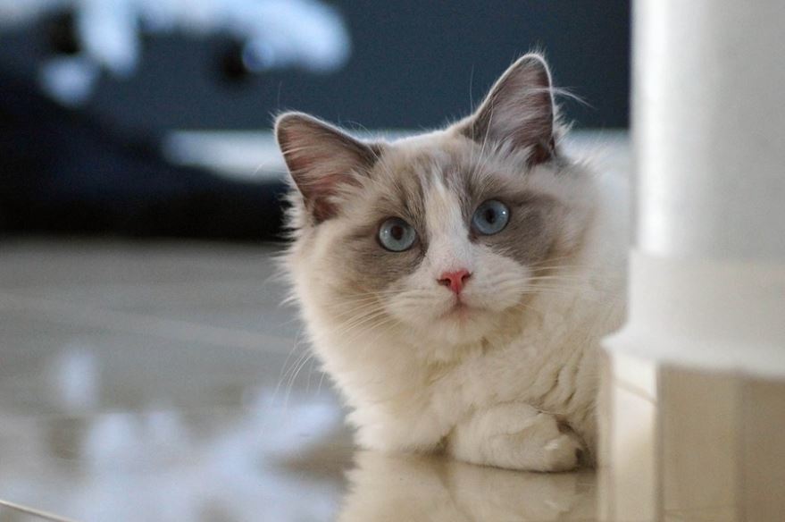 Low Levels Of Aggression 10 Reasons to Be a Ragdoll Cat Owner, reasons to get a ragdoll cat, ragdoll cat following owner, ragdoll cat benefits