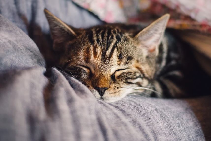 Owning a Cat Is More Affordable cats vs dogs: which is better, why cats are better than dogs, reasons why cats are better than dogs