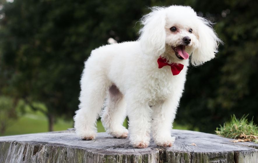 Poodle best dogs for small apartments, best medium-sized dog breeds for small apartment living, best dogs for small apartments, best dogs for apartments alone