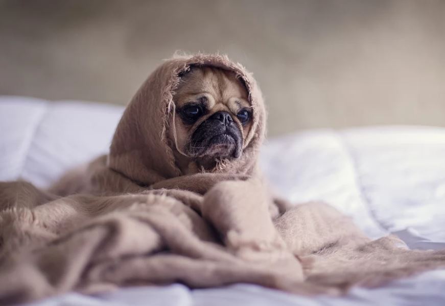 Pug best dogs for small apartments, best medium-sized dog breeds for small apartment living, best dogs for small apartments
