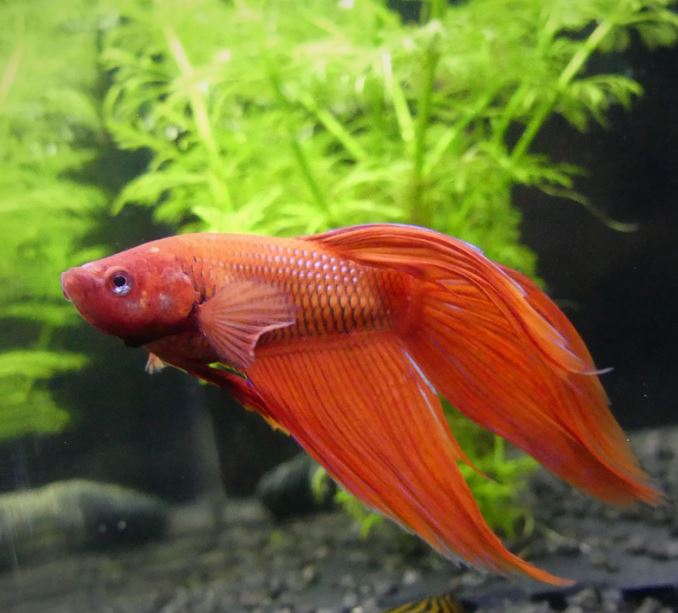 Set Up Your Tank Properly how to care for a betta fish for beginners, how do you take care of a betta fish for beginners, how to take care of a betta fish in a bowl