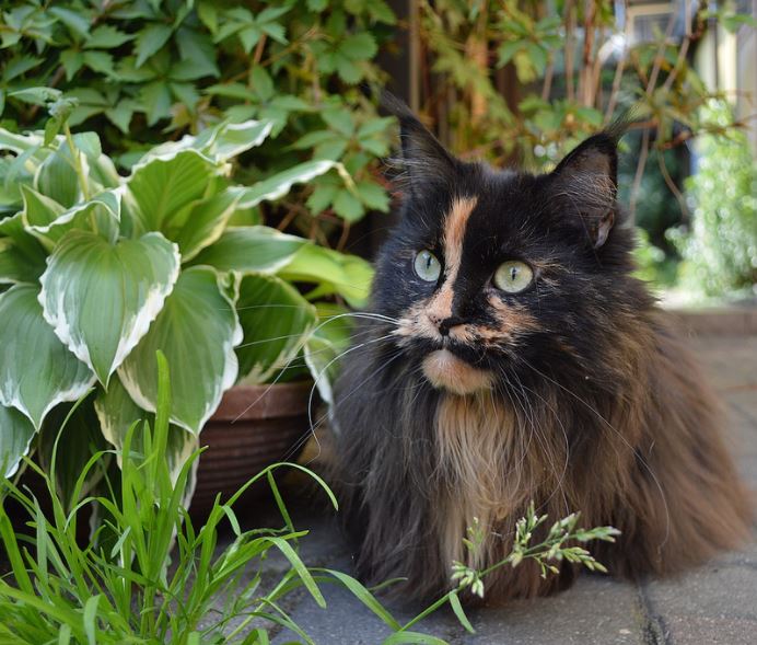 They Are Quite Friendly - Social 10 Reasons to Be a Ragdoll Cat Owner, reasons to get a ragdoll cat, ragdoll cat following owner, ragdoll cat benefits