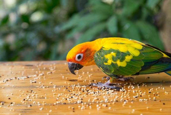 how to take care of a pet bird, how to look after pet birds, how to take care of pet birds, general care for pet birds, how to take care of your pet bird, caring for pet birds, ways to take care of birds